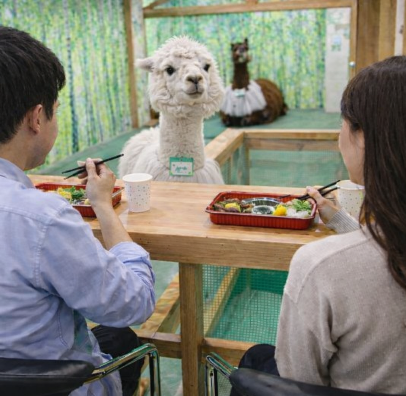 アルパカとランチ（神楽坂・フランス料理名店のお弁当）